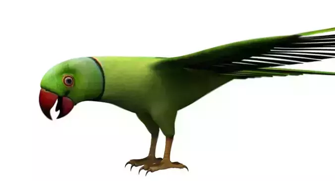 green parrot bird 3d model