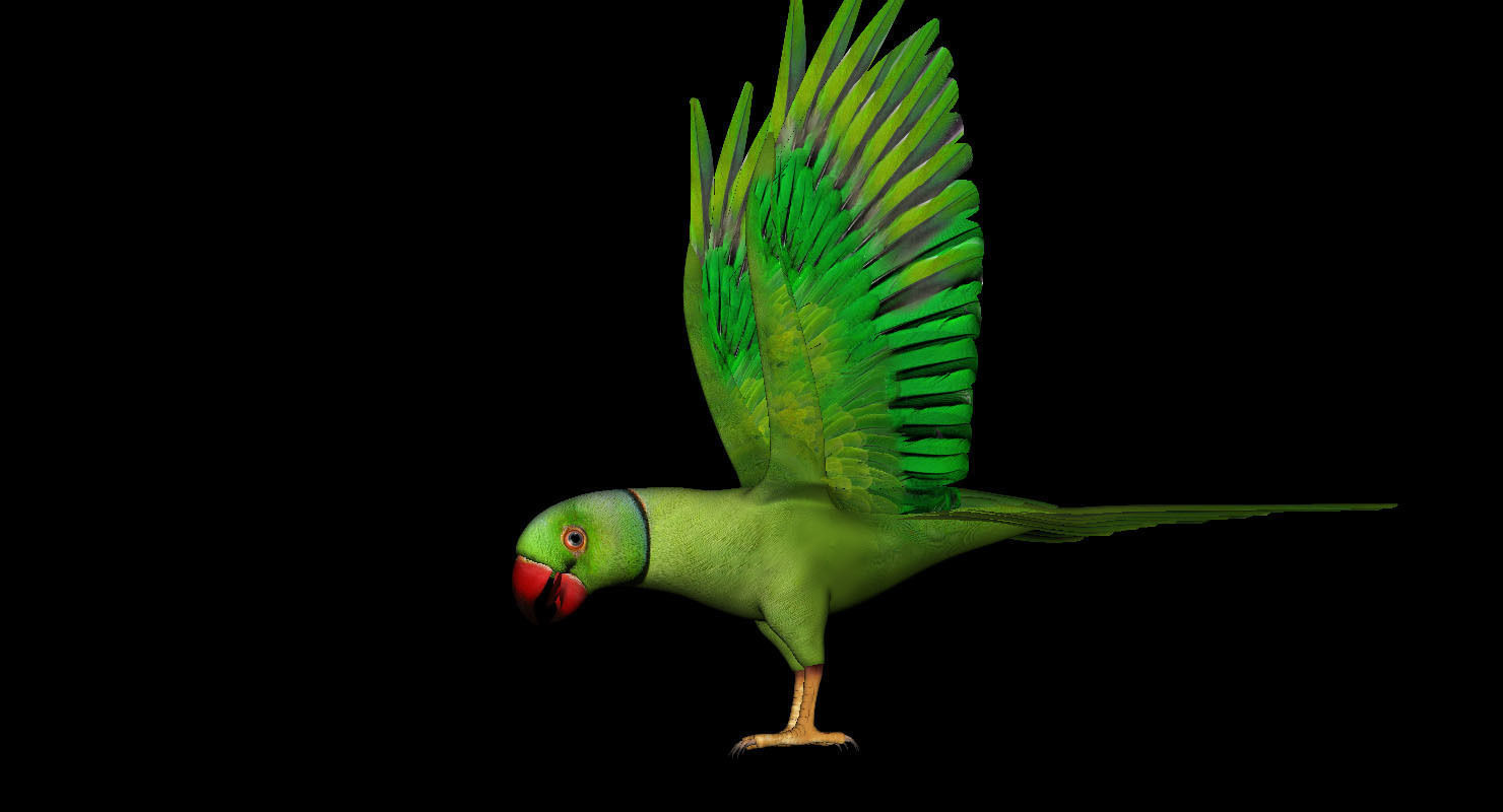 green parrot bird 3d model 3D model_7
