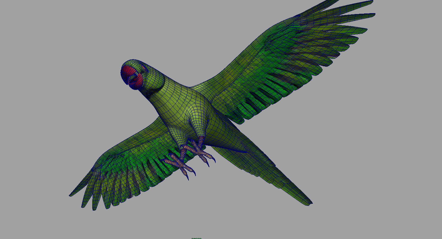 green parrot bird 3d model 3D model_11