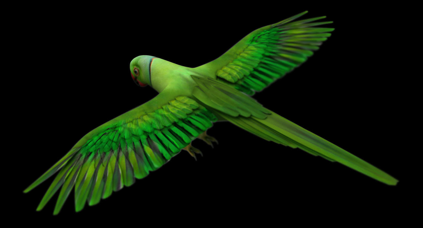 green parrot bird 3d model 3D model_9