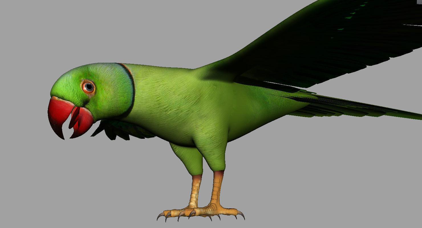 green parrot bird 3d model 3D model_13