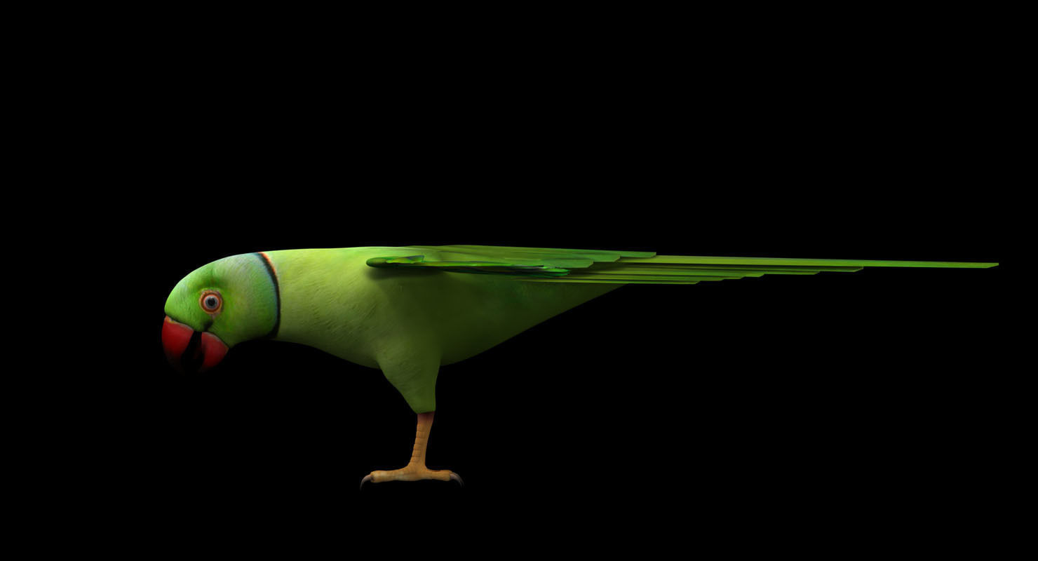 green parrot bird 3d model 3D model_10