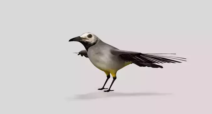 wagtail bird 3d model