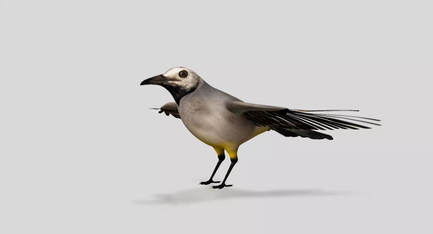 wagtail bird 3d model 3D model