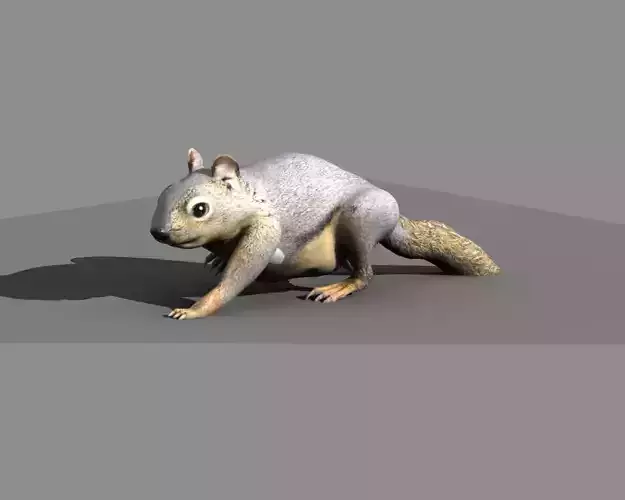 squirrel rigged
