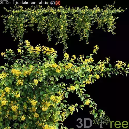 ristellateia australasiae - Maidenis  jealousy 01