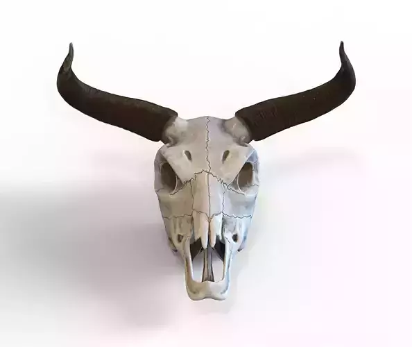 Bull skull with horns