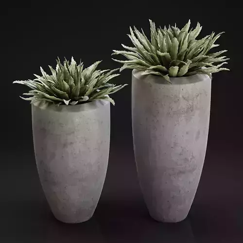 Big plant in a concrete pot