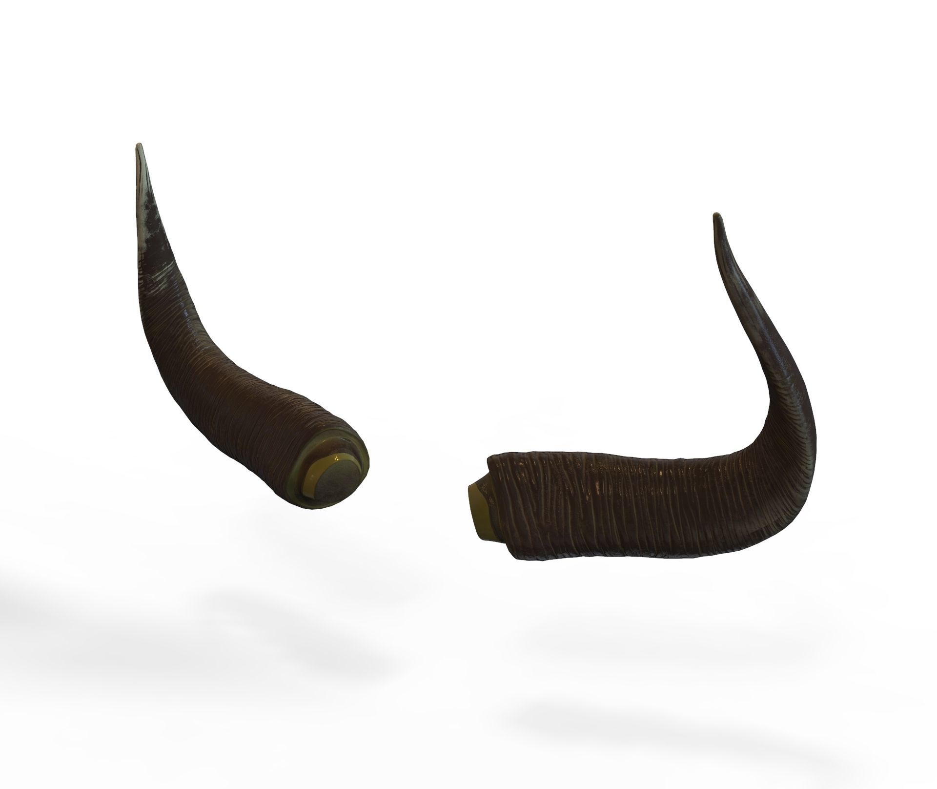 Bull Horns Low-poly 3D model_3