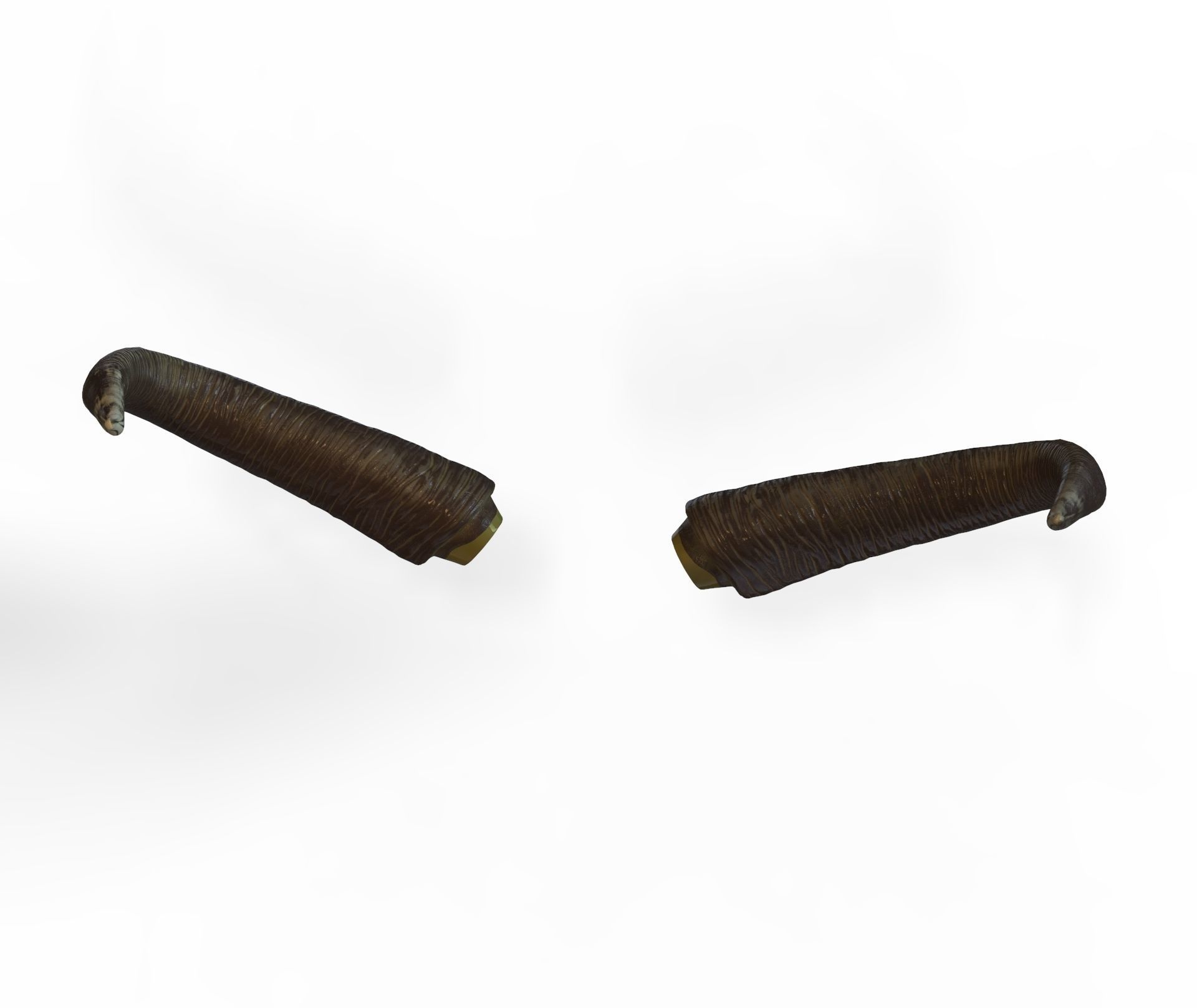 Bull Horns Low-poly 3D model_5