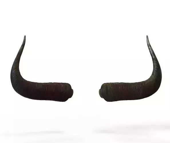 Bull Horns Low-poly 3D model