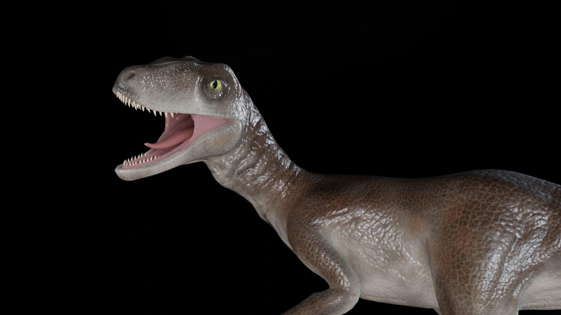 Velociraptor dinosaur Low-poly 3D model_5