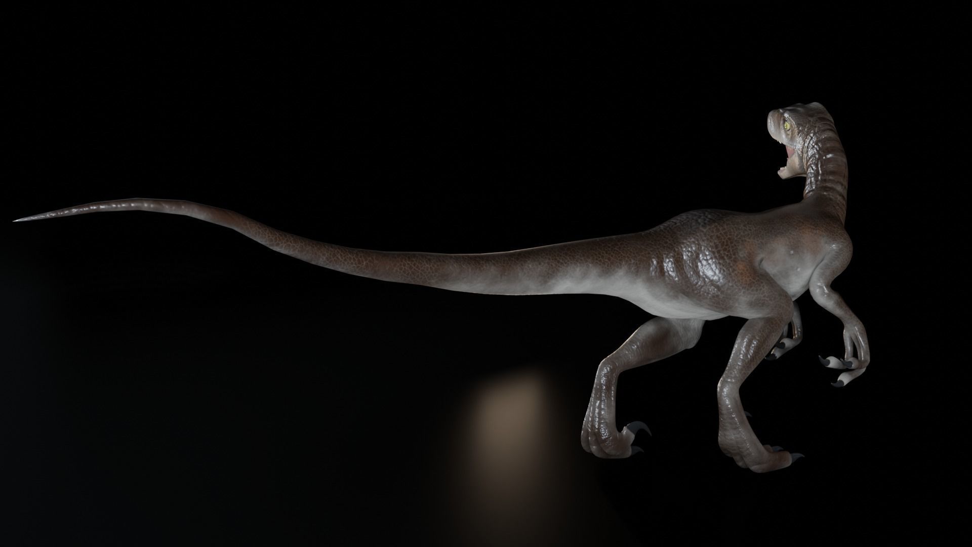 Velociraptor dinosaur Low-poly 3D model_6