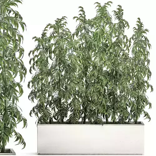 Bamboo tree in white flowerpots for parks and garden 506 3D model