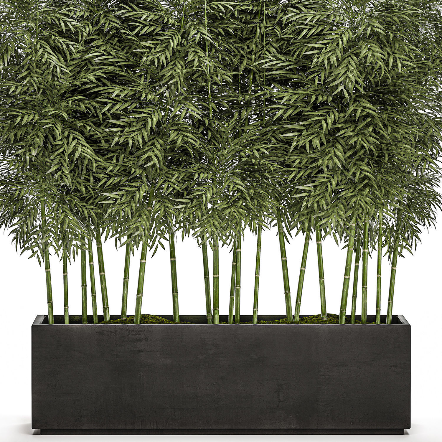 Bamboo tree in black flowerpots for parks and garden 507 3D model_3