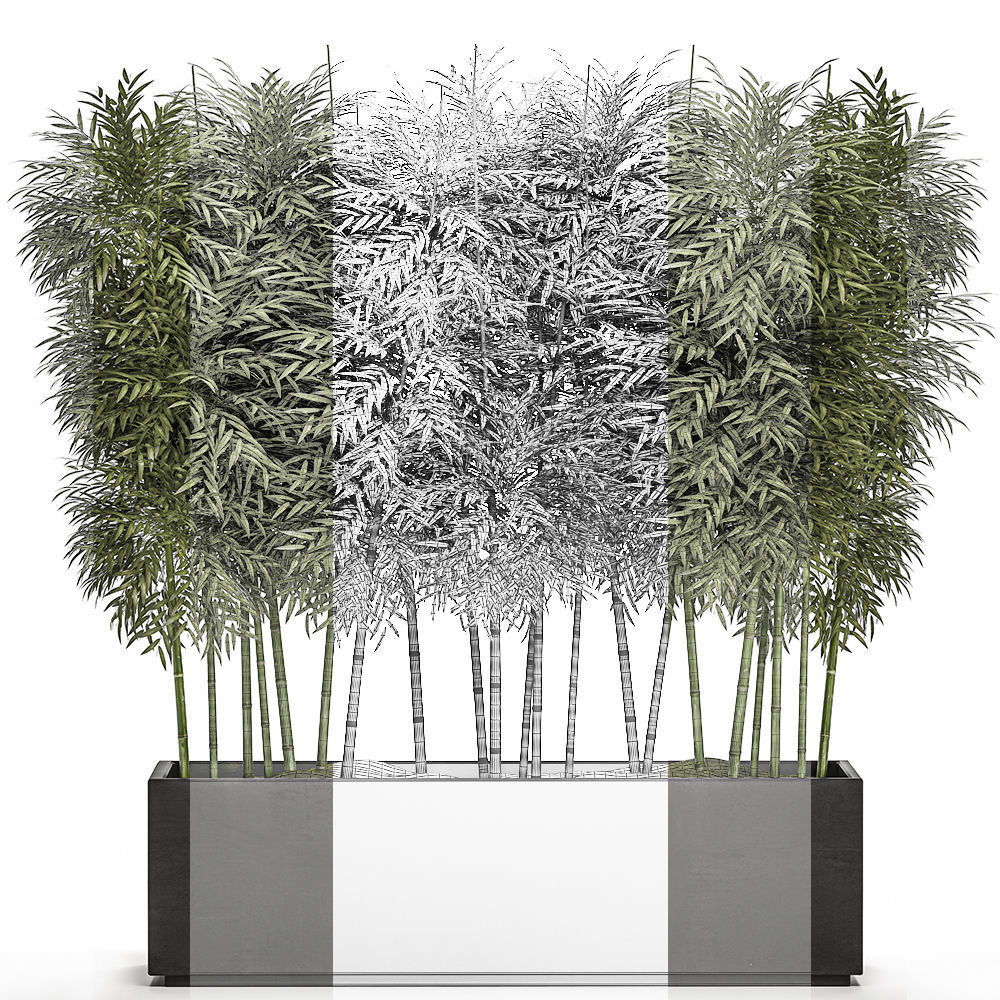 Bamboo tree in black flowerpots for parks and garden 507 3D model_4