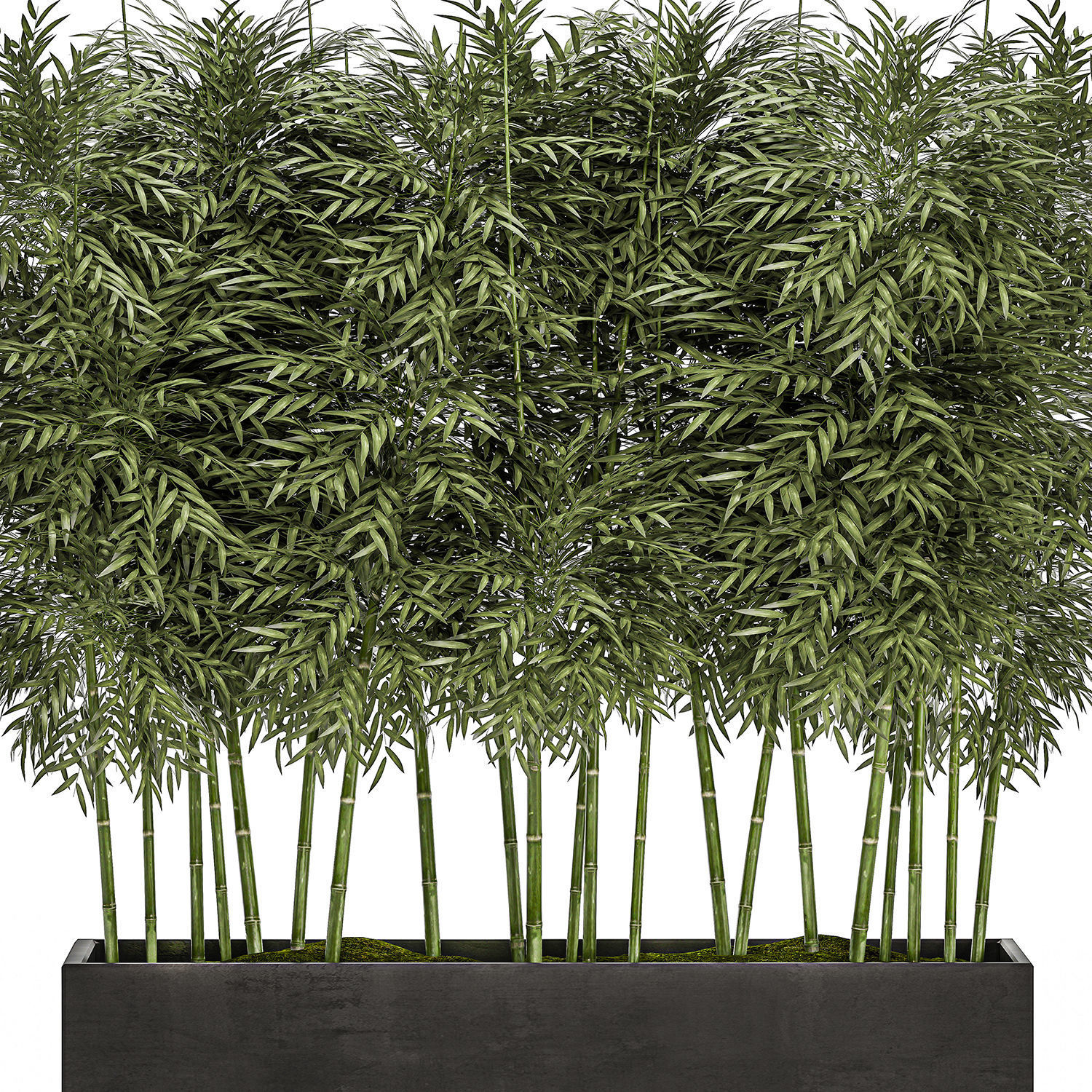 Bamboo tree in black flowerpots for parks and garden 507 3D model_2