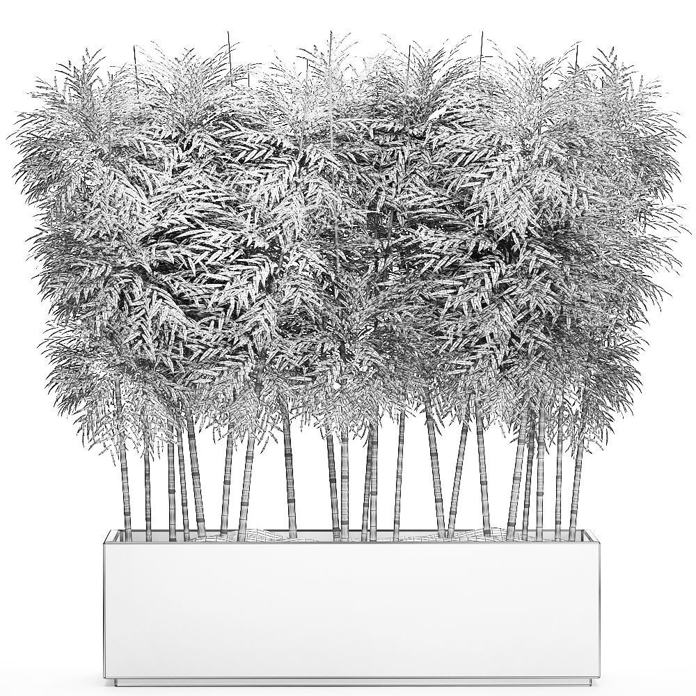 Bamboo tree in black flowerpots for parks and garden 507 3D model_6