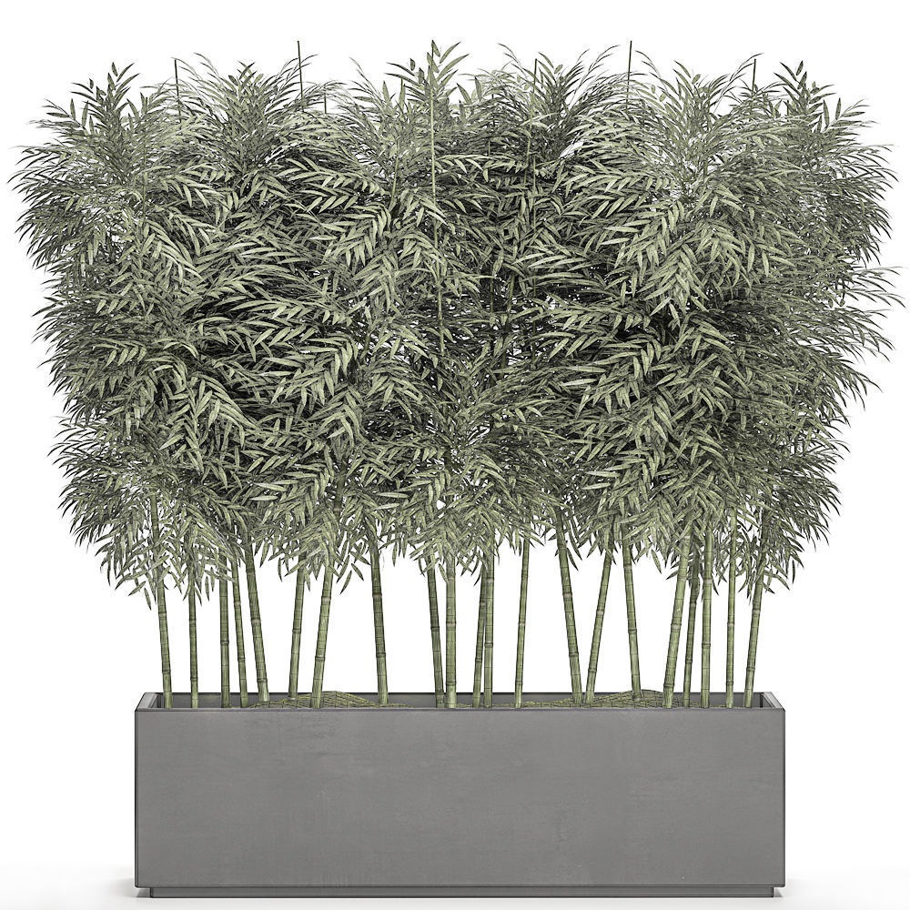 Bamboo tree in black flowerpots for parks and garden 507 3D model_5