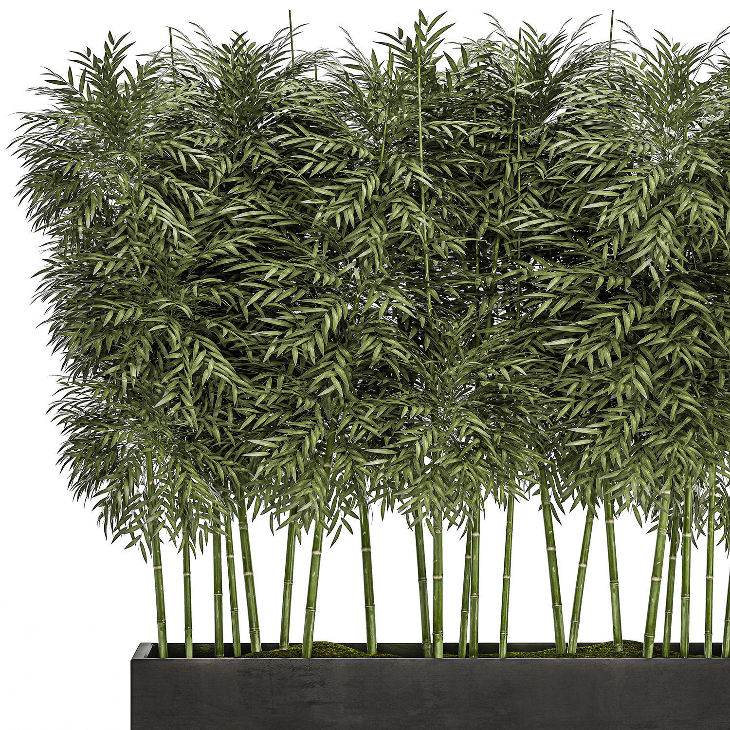 Bamboo tree in black flowerpots for parks and garden 507 3D model_1