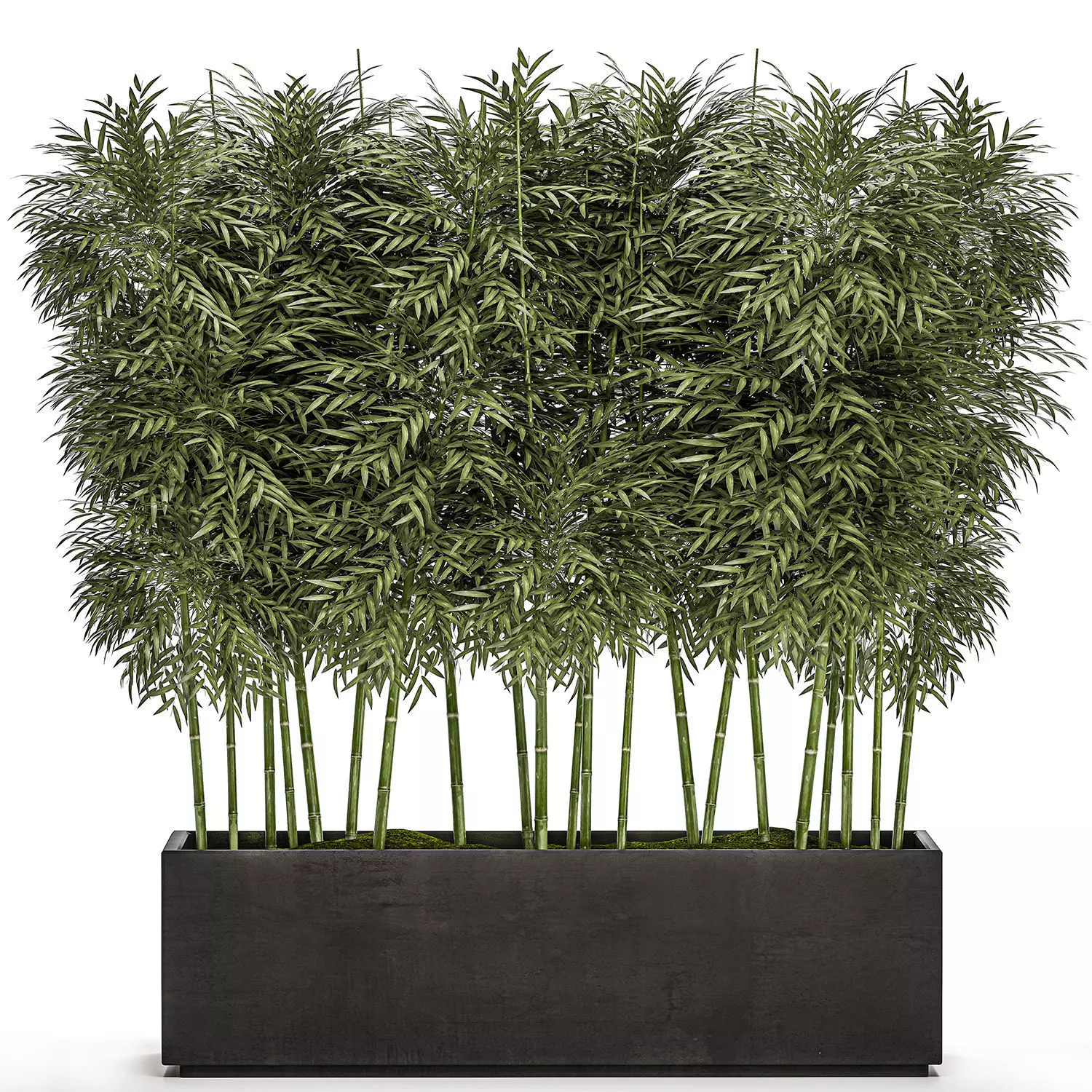 Bamboo tree in black flowerpots for parks and garden 507 3D model_0