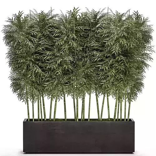 Bamboo tree in black flowerpots for parks and garden 507 3D model