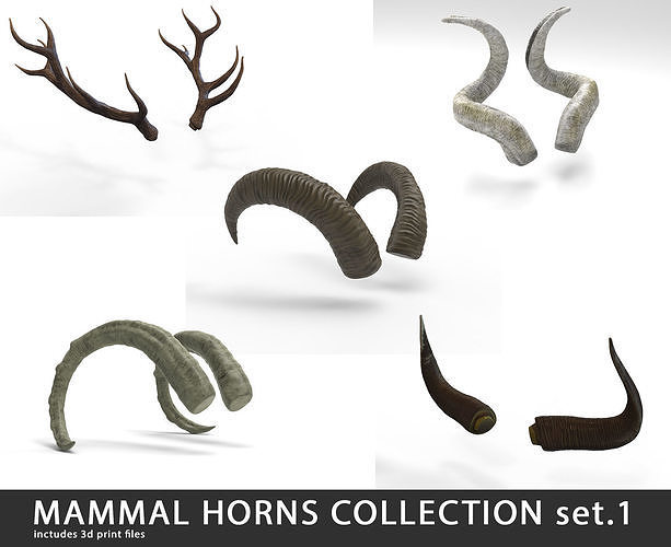 mammal horns  3D Model Collection