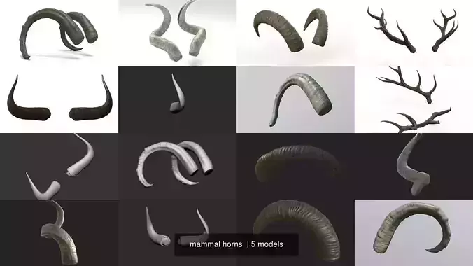 mammal horns 