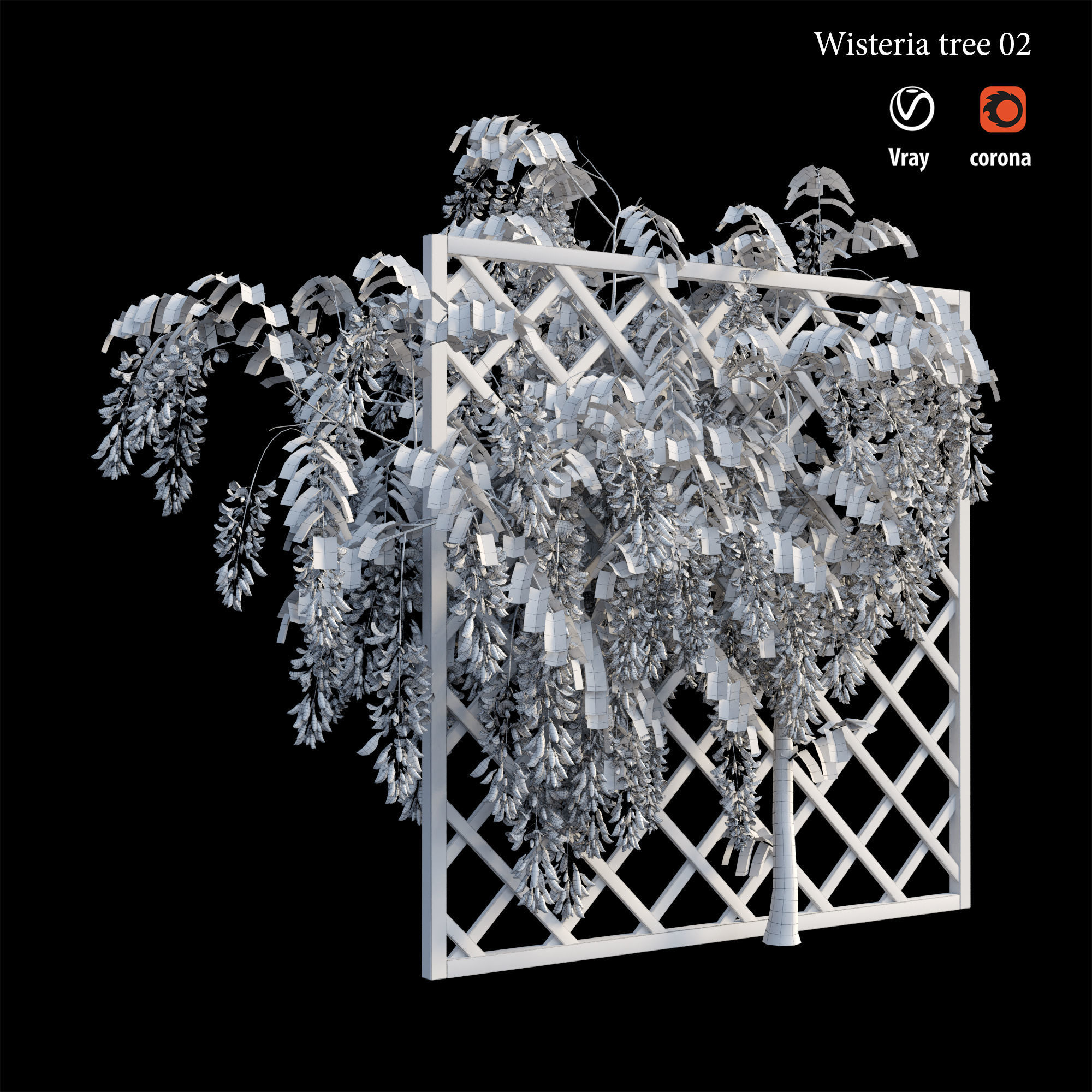 Wisterial tree 02 3D model_5