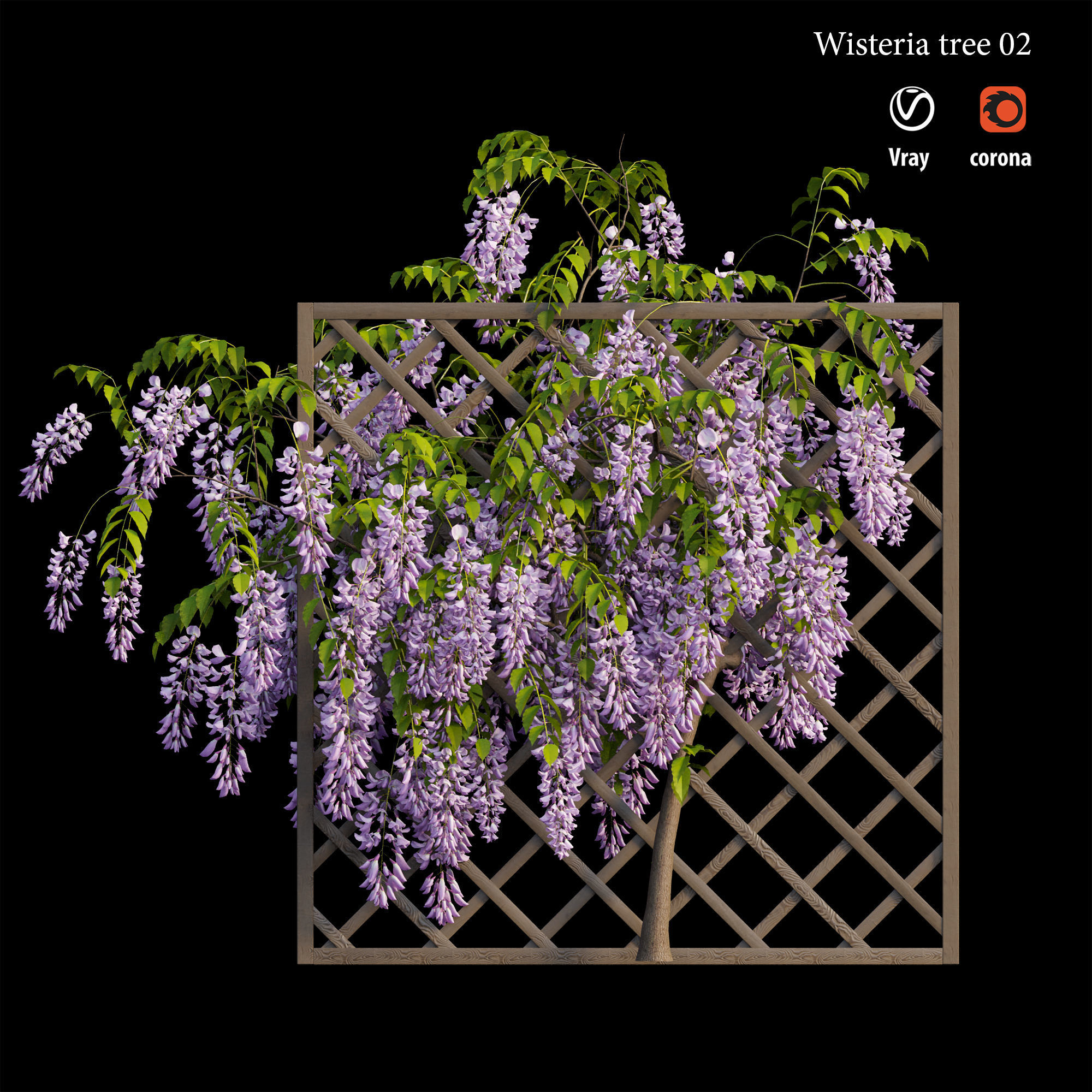 Wisterial tree 02 3D model_1