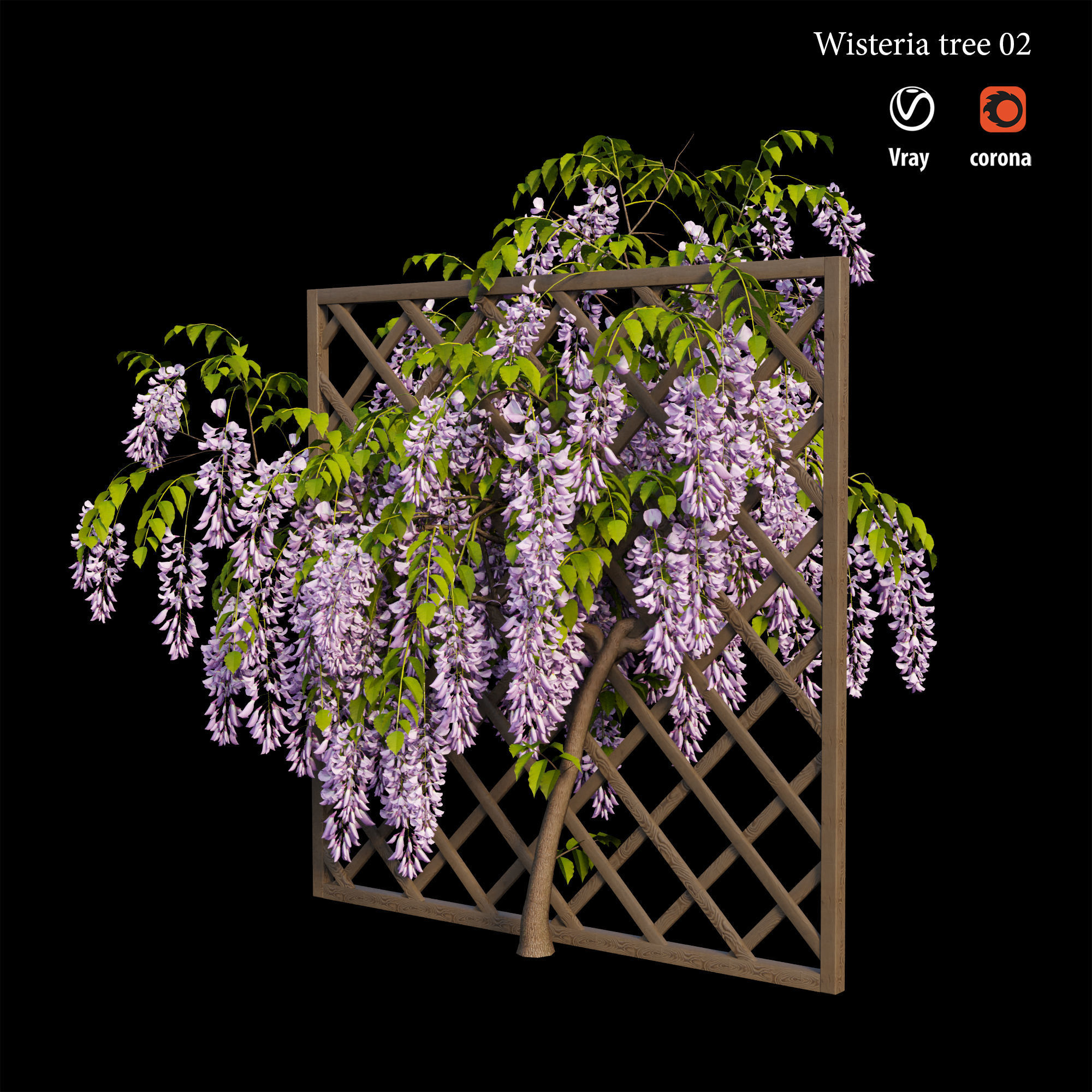 Wisterial tree 02 3D model_3