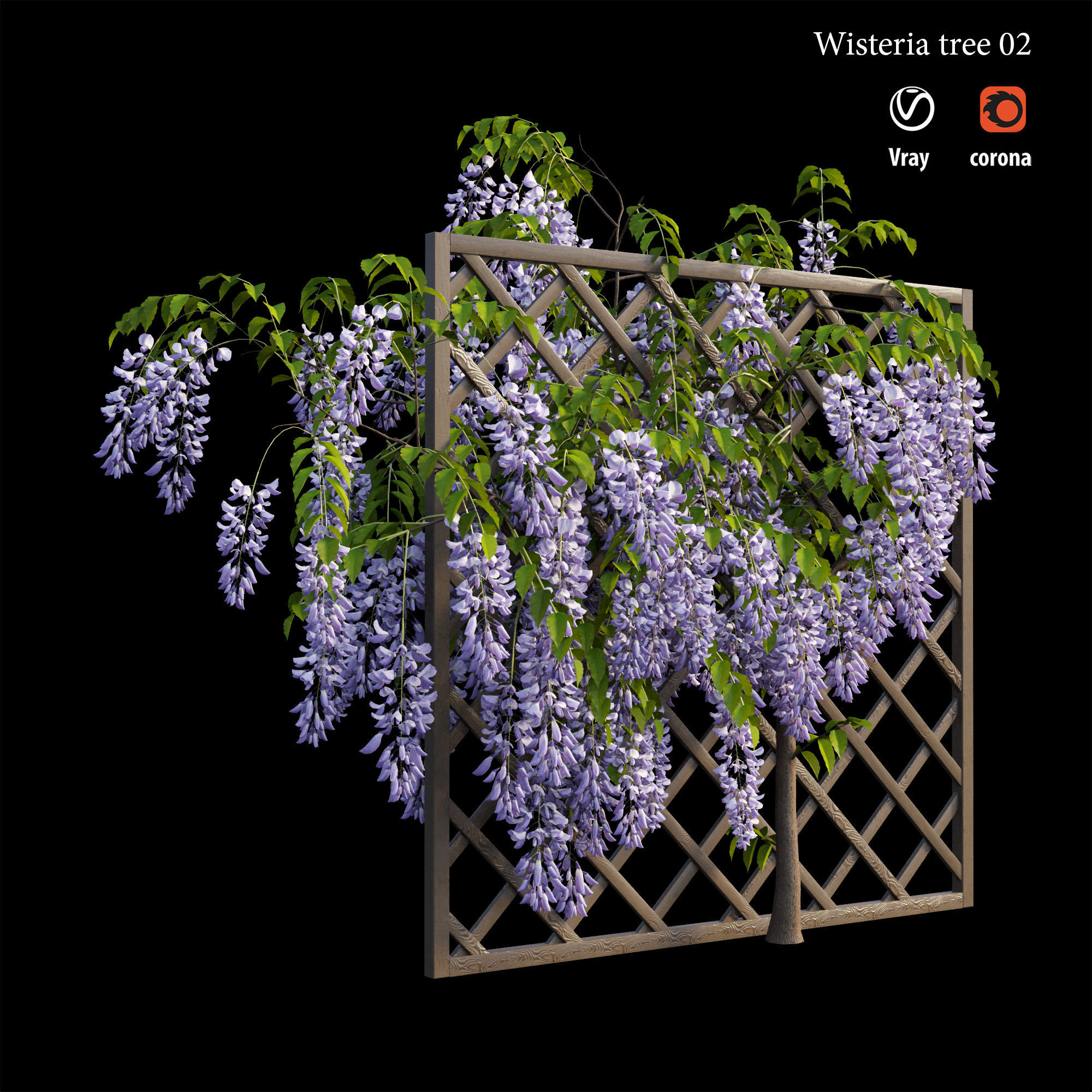 Wisterial tree 02 3D model_4
