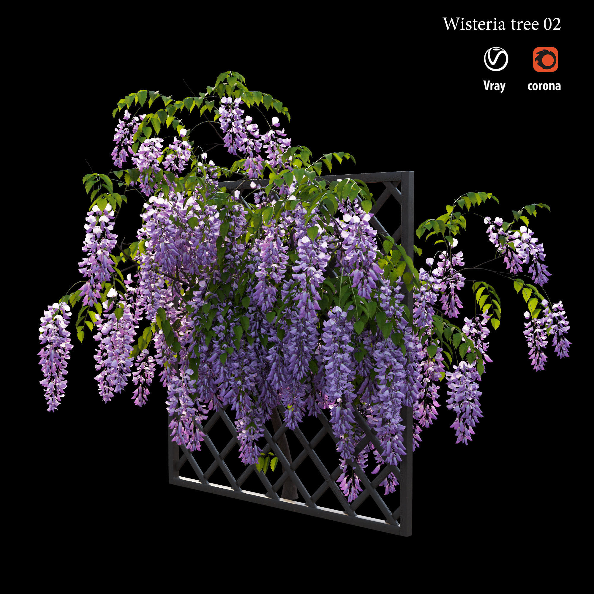 Wisterial tree 02 3D model_2