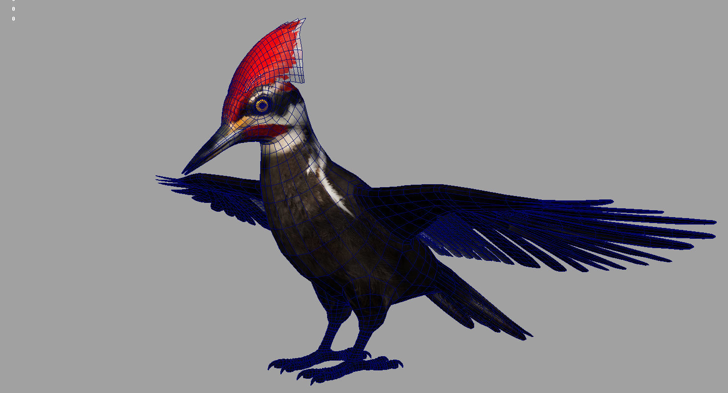 woodpecker bird 3d model 3D model_8
