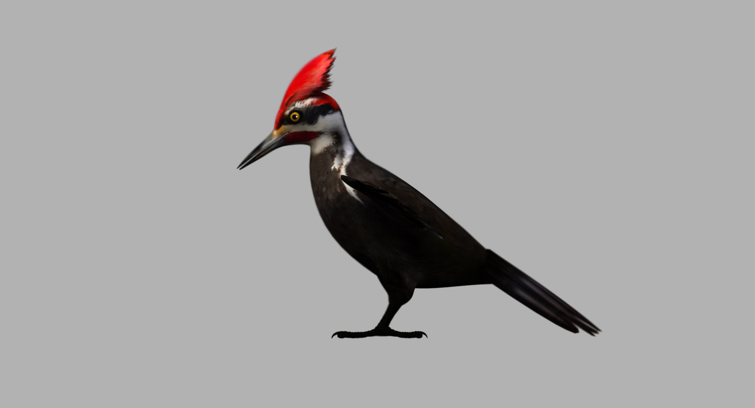 woodpecker bird 3d model 3D model_3