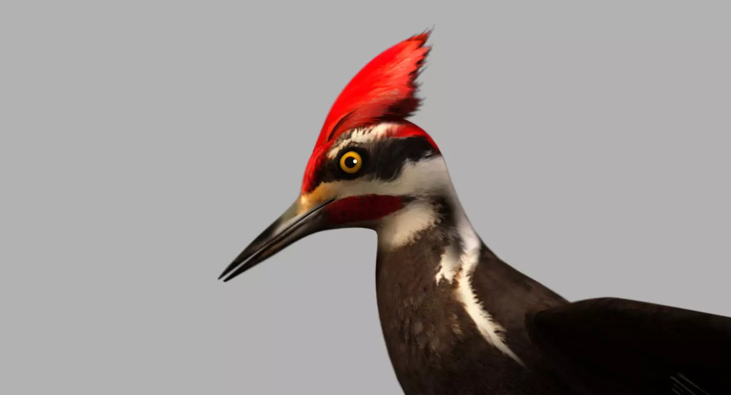 woodpecker bird 3d model 3D model_0