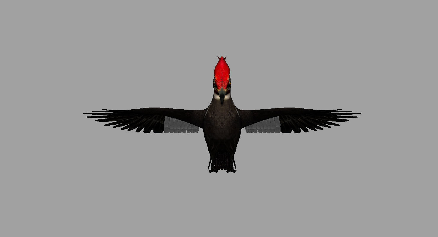woodpecker bird 3d model 3D model_6