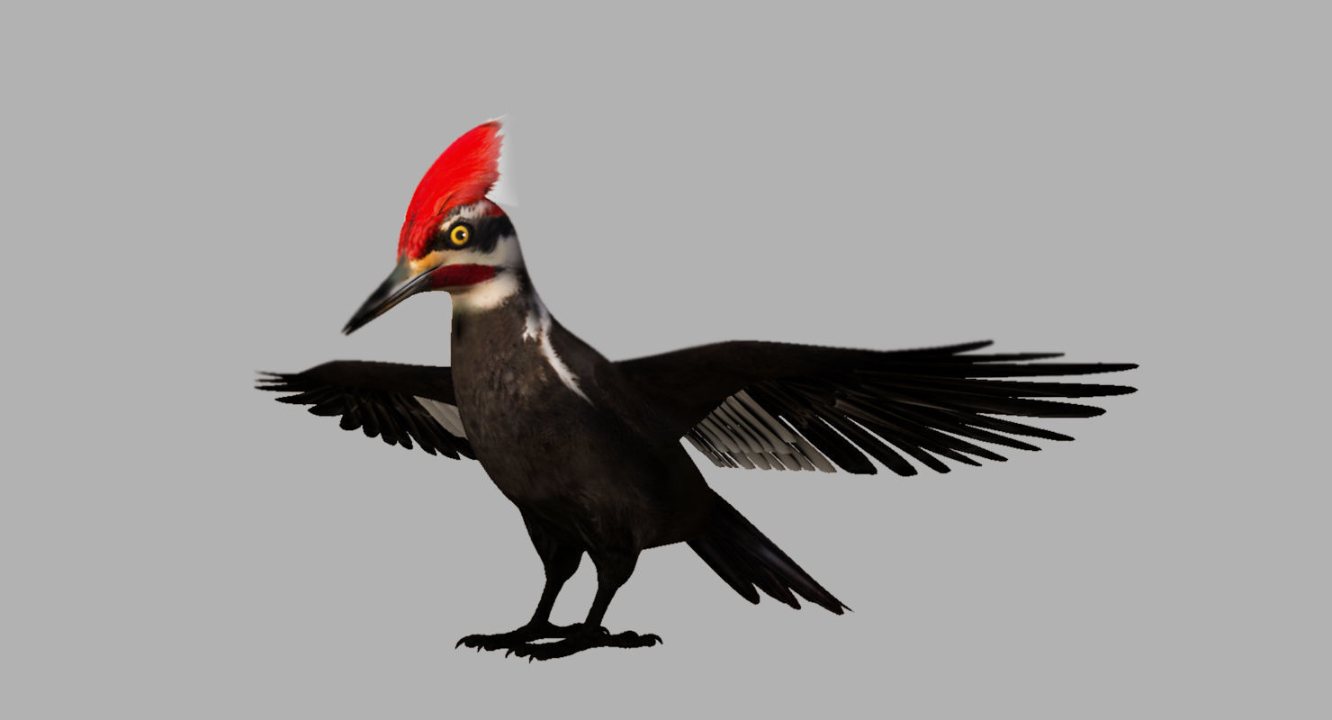 woodpecker bird 3d model 3D model_4