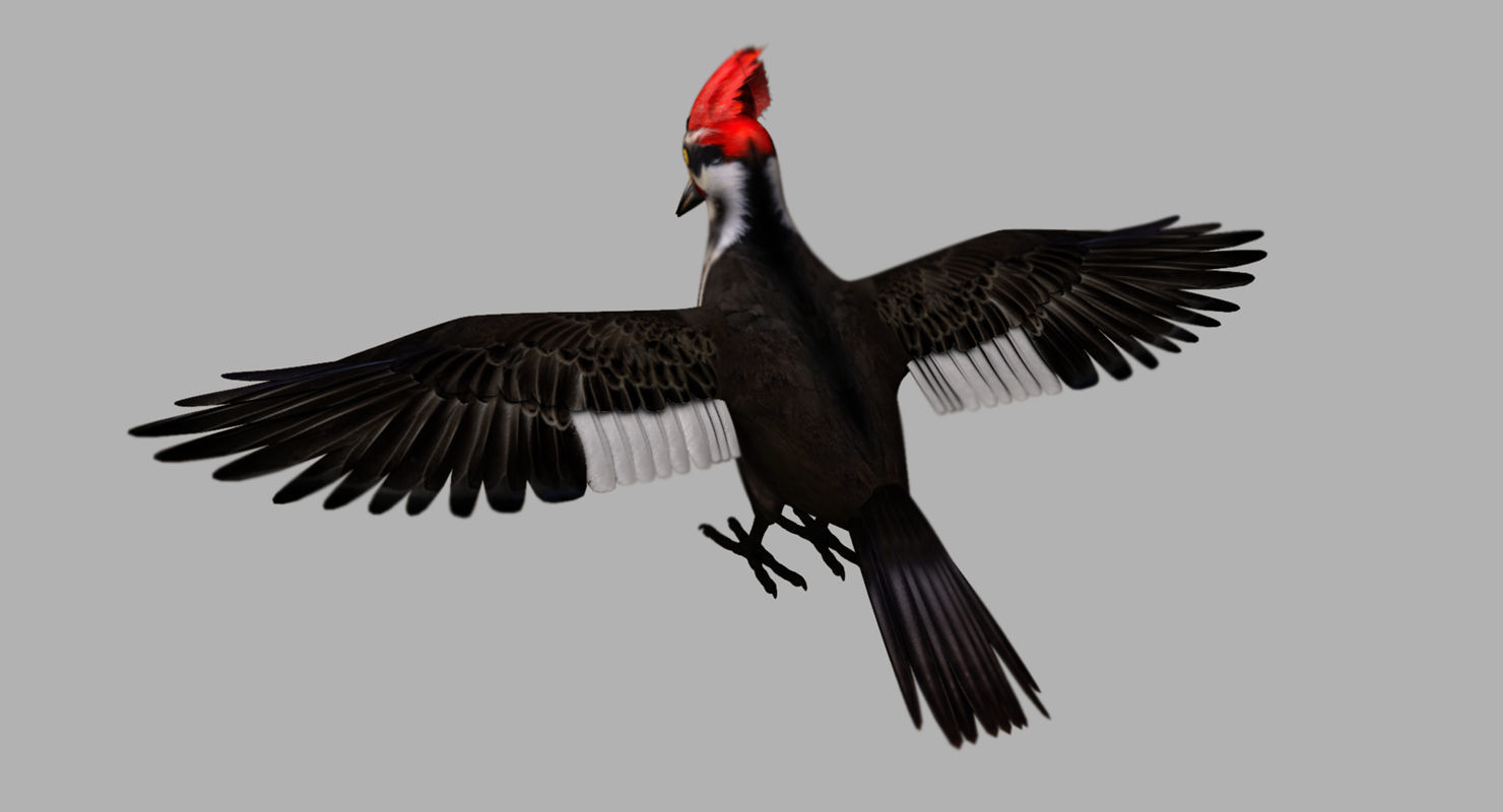 woodpecker bird 3d model 3D model_5