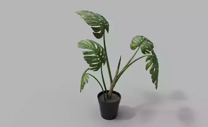 Monstera Plant