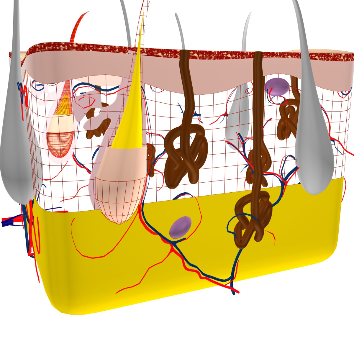 Skin Max 2008 3D model_5