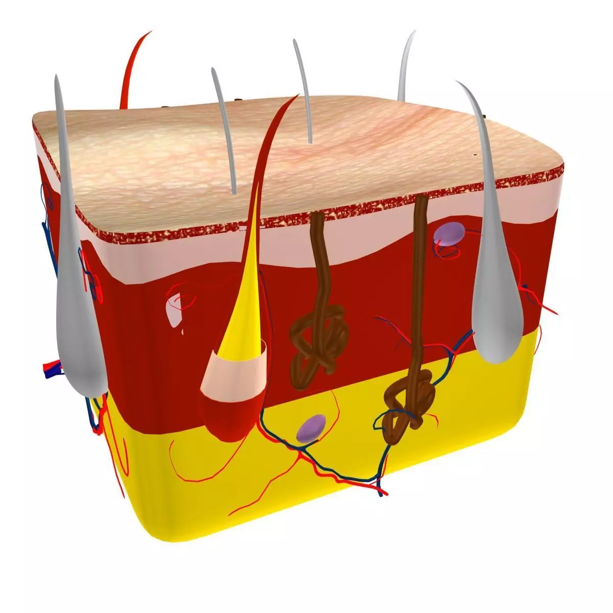 Skin Max 2008 3D model_0
