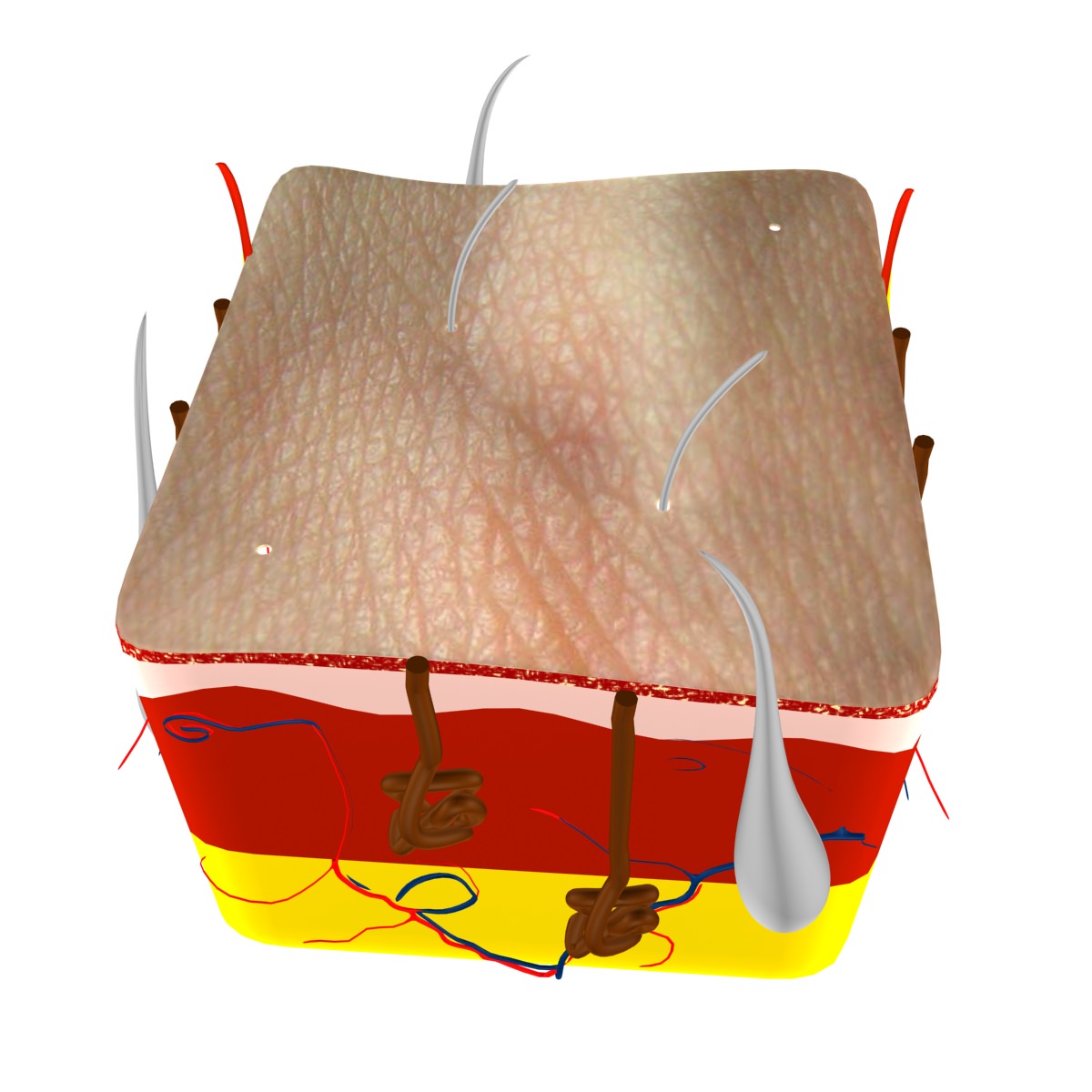 Skin Max 2008 3D model_6