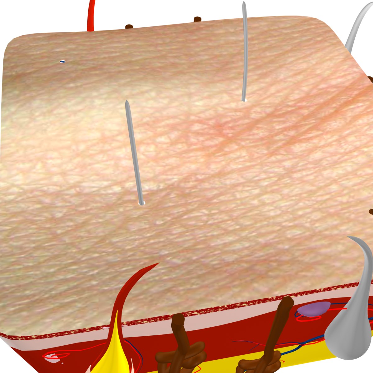 Skin Max 2008 3D model_10