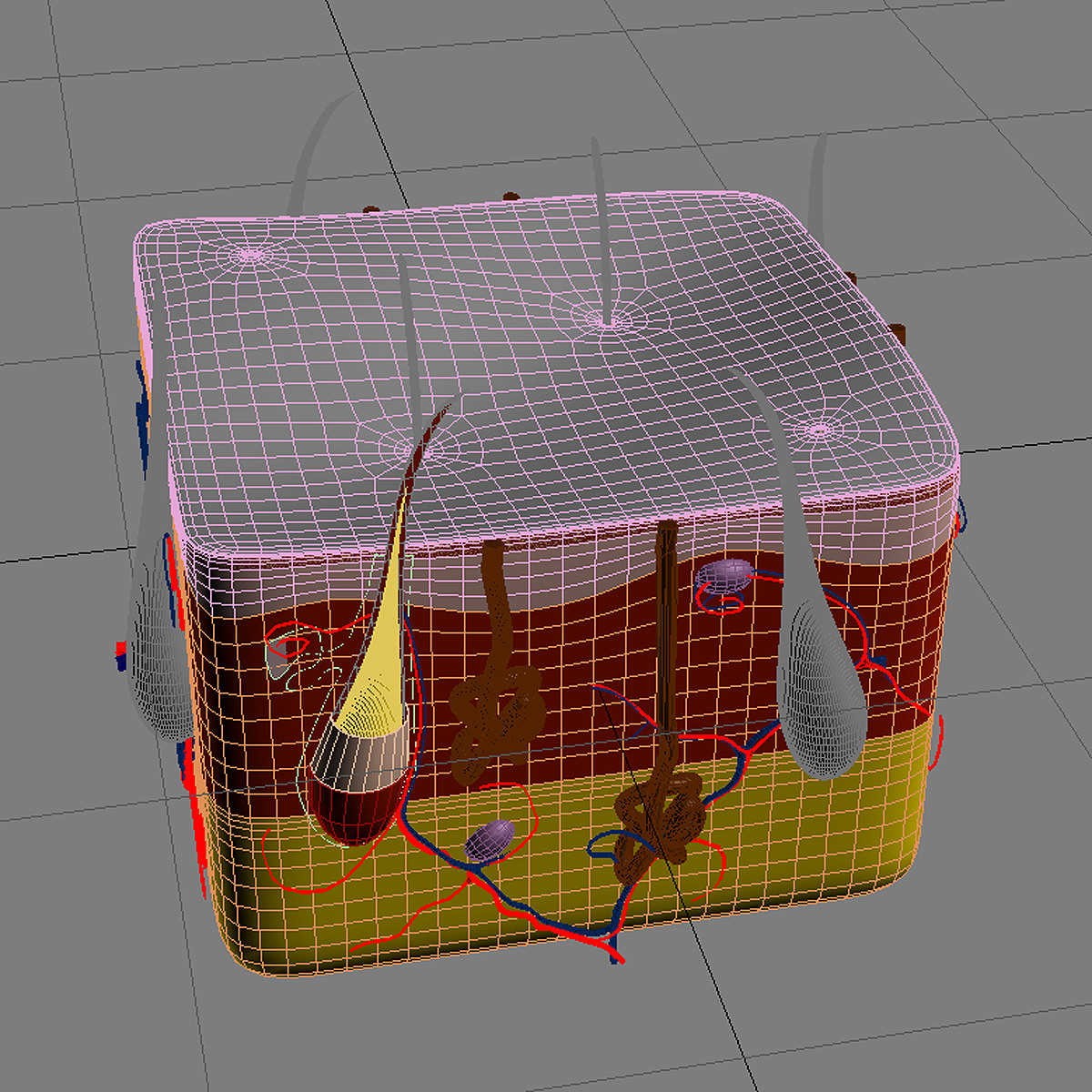 Skin Max 2008 3D model_4