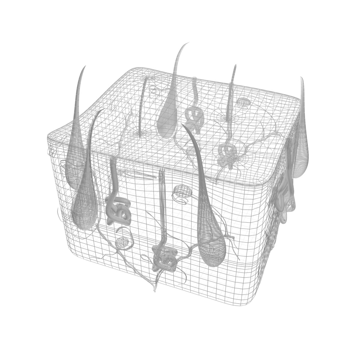 Skin Max 2008 3D model_2