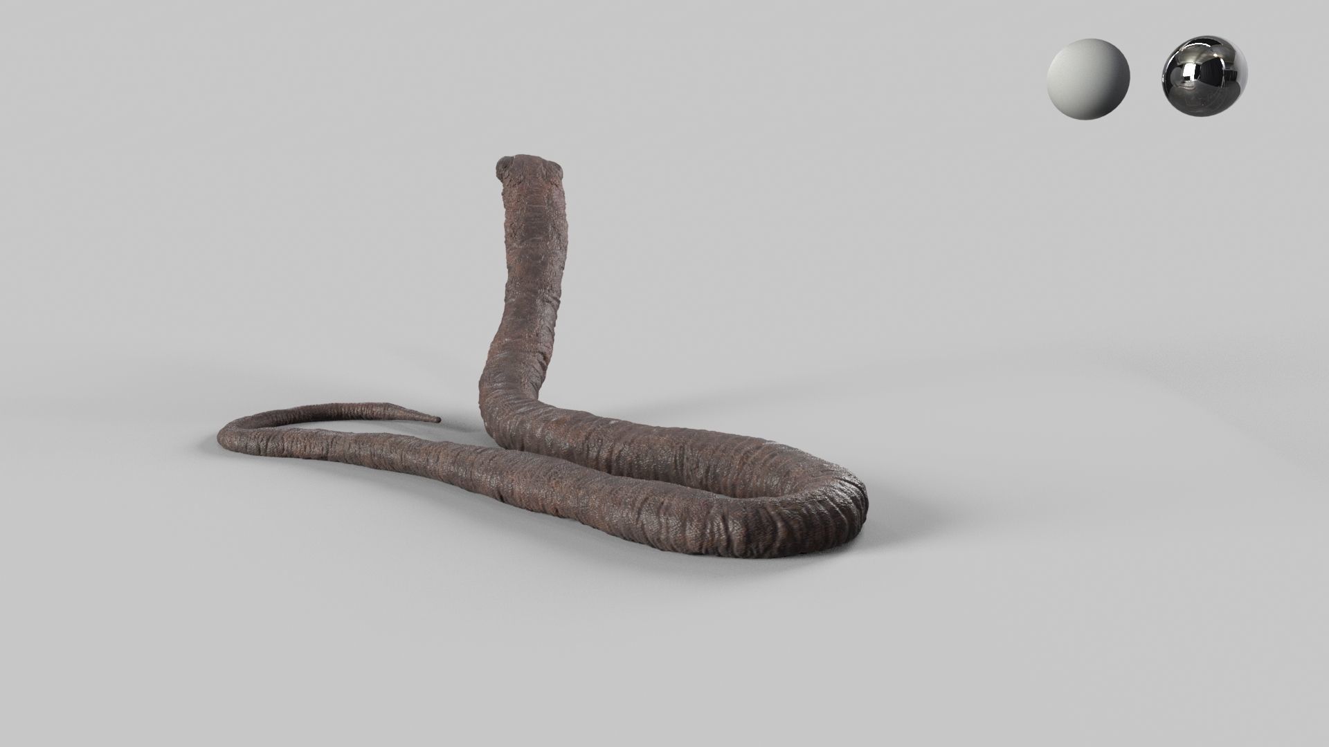 Atretochoana eiselti 3D model_2