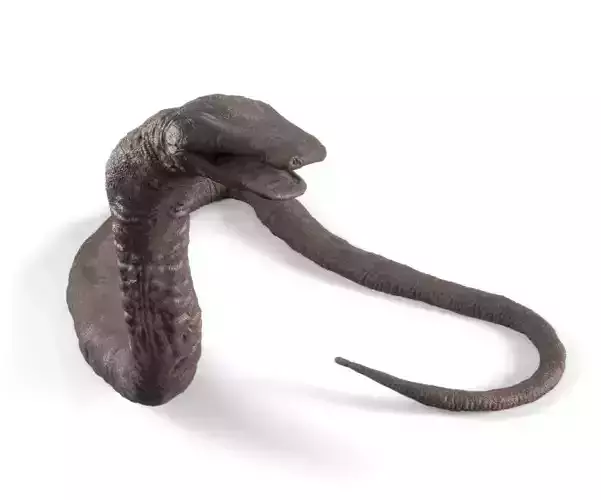 Atretochoana eiselti