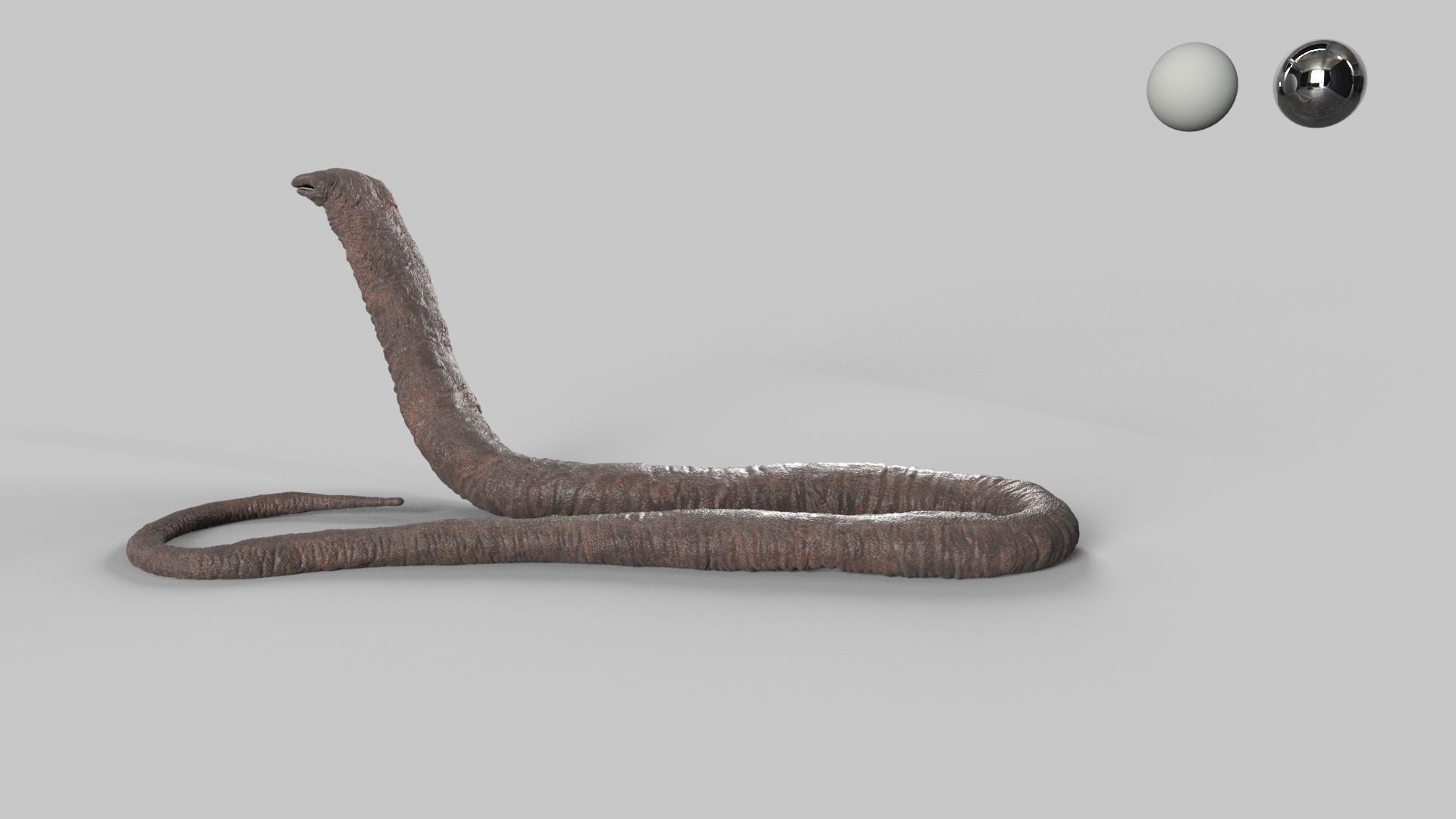 Atretochoana eiselti 3D model_1