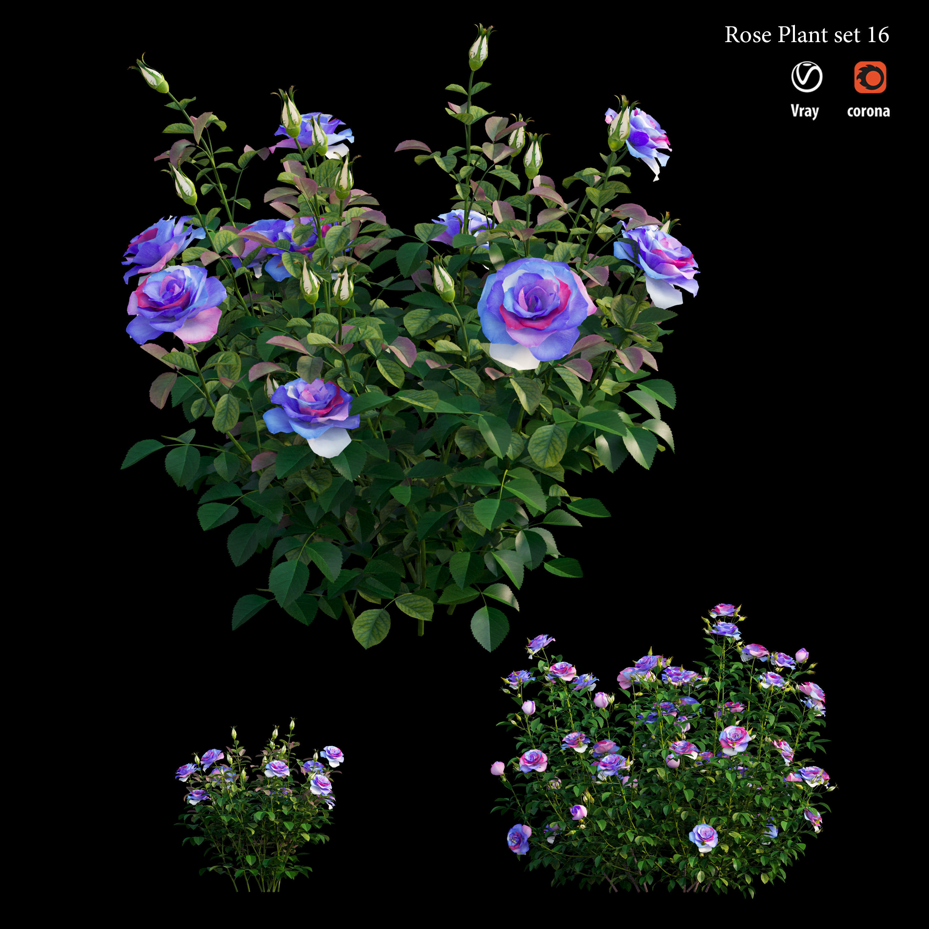 Plant rose set 16 3D model_2